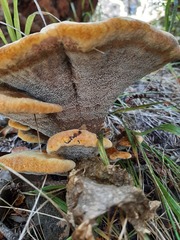 Phaeolus