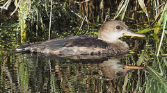 Lophodytes cucullatus