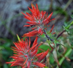 Castilleja linariifolia