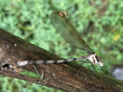 Archilestes