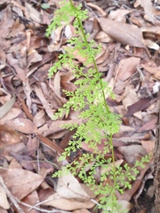 Lindsaea microphylla