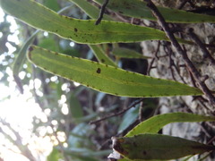 Pyrrosia confluens