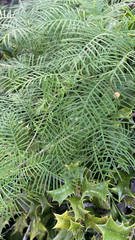 Ipomoea quamoclit