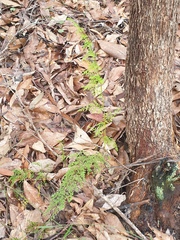 Lindsaea microphylla