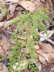 Lindsaea microphylla