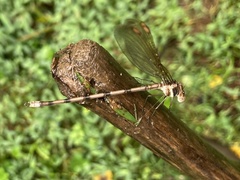 Archilestes