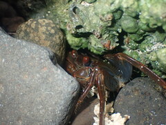 Geograpsus crinipes