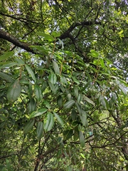 Rhododendron latoucheae