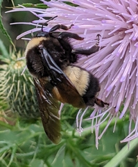 Bombus auricomus
