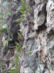 Pyrrosia confluens