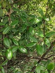 Rhododendron latoucheae