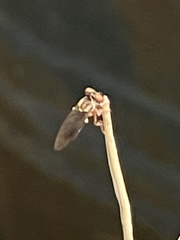 Holcocephala