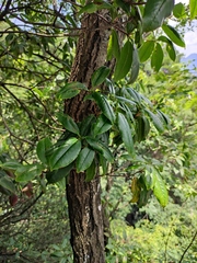 Rhododendron latoucheae