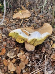 Boletus barrowsii