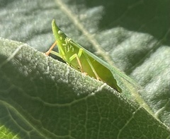 Rhynchomitra recurva