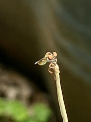 Holcocephala