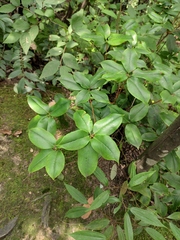 Rhododendron latoucheae