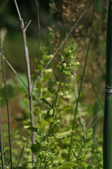Melissa officinalis