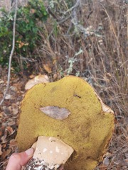 Boletus barrowsii