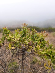 Gnorimoschema baccharisella