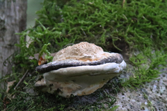 Fomitopsis pinicola
