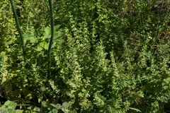 Melissa officinalis