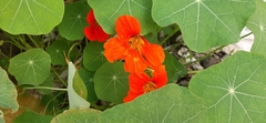 Tropaeolum majus