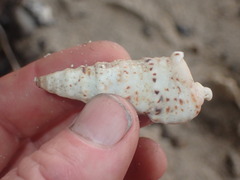 Rhinoclavis sinensis