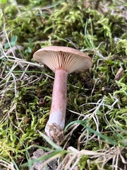 Lactarius quietus
