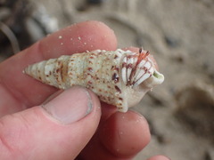 Rhinoclavis sinensis