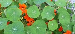 Tropaeolum majus