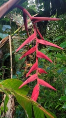 Heliconia