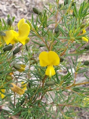 Gompholobium virgatum