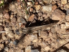 Trimerotropis gracilis