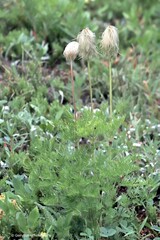 Pulsatilla occidentalis