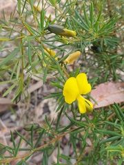 Gompholobium virgatum