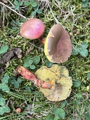 Hortiboletus