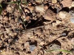 Trimerotropis gracilis