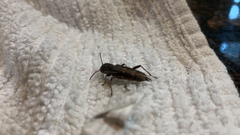 Xylotrechus sagittatus