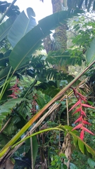 Heliconia