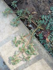 Portulaca oleracea
