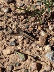 Trimerotropis gracilis