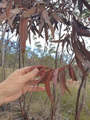 Eucalyptus curtisii