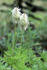 Pulsatilla occidentalis