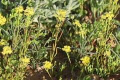 Arabidella nasturtium