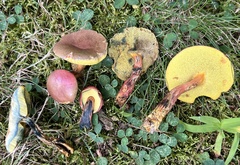 Hortiboletus
