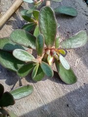 Portulaca oleracea