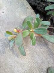 Portulaca oleracea