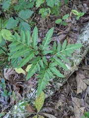 Sceptridium dissectum