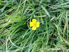 Potentilla erecta